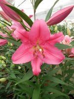 [5253 Aya Sophia No01.JPG]